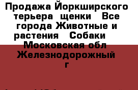 Продажа Йоркширского терьера, щенки - Все города Животные и растения » Собаки   . Московская обл.,Железнодорожный г.